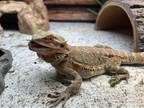 Adopt Lisa a Lizard reptile, amphibian, and/or fish in South Bend, IN (41550813)