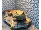 Adopt Sunny a Lizard reptile, amphibian, and/or fish in South Bend