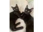 Adopt Hershey and Truffle a All Black American Shorthair / Mixed (short coat)
