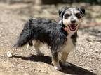 Adopt Jude a Black - with Tan, Yellow or Fawn Standard Schnauzer / Terrier