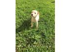 Adopt Sugar a Tan/Yellow/Fawn Labrador Retriever dog in Ola, AR (41550742)