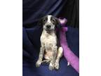 Adopt Marta a Black - with White Blue Heeler dog in Ola, AR (41550738)