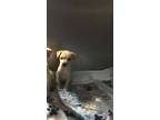 Adopt Shortbread a Tan/Yellow/Fawn Labrador Retriever dog in Ola, AR (41550737)