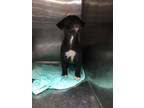 Adopt Raisin a Black - with White Pit Bull Terrier dog in Ola, AR (41550735)
