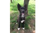 Adopt Starsky a Black German Shepherd Dog dog in Ola, AR (41550733)