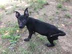 Adopt Marla a Black Mixed Breed (Medium) dog in Ola, AR (41550732)