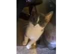 Adopt Slash a Gray or Blue (Mostly) Domestic Shorthair (short coat) cat in