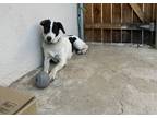 Adopt Dallas a White - with Black Border Collie dog in Yucaipa, CA (41530080)