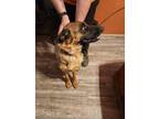 Adopt Bella Rose a Brown/Chocolate - with Black German Shepherd Dog dog in