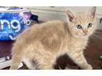 Adopt Carrot a Domestic Mediumhair (long coat) cat in Yucaipa, CA (41530078)