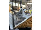 Adopt Pea a Domestic Shorthair (short coat) cat in Yucaipa, CA (41530079)