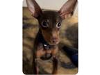 Adopt Choco a Brown/Chocolate Miniature Pinscher dog in Yucaipa, CA (41489342)