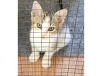 Adopt KANGAROO - FFPR a Brown or Chocolate (Mostly) Domestic Shorthair / Mixed