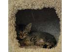 Adopt ECHIDNA - FFPR a Brown or Chocolate Domestic Shorthair / Mixed (short