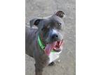 Adopt Cici a Gray/Blue/Silver/Salt & Pepper Pit Bull Terrier dog in Evansville
