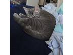 Adopt Daniel a Gray, Blue or Silver Tabby Domestic Shorthair (short coat) cat in