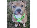 Adopt Escrow a Tan/Yellow/Fawn American Pit Bull Terrier dog in Evansville