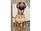 Adopt Sonia a Tan/Yellow/Fawn Mixed Breed (Medium) dog in Evansville