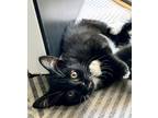 Adopt Amy a Domestic Mediumhair (long coat) cat in Denver, CO (41483752)
