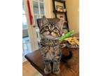 Adopt Storm a Domestic Shorthair (short coat) cat in Denver, CO (41550711)