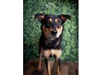 Adopt Loyal a Black - with Tan, Yellow or Fawn Shepherd (Unknown Type) dog in
