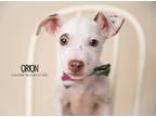Adopt Orion a White Terrier (Unknown Type, Medium) dog in Littleton