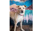 Adopt Harley a Tan/Yellow/Fawn - with White Labrador Retriever dog in Littleton
