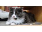 Adopt Holly *Featured at the Petco in Columbia, MD* a Domestic Longhair / Mixed