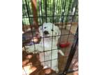 Adopt Trailer Park Tammy a White - with Black Great Pyrenees / English Setter