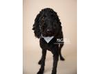 Adopt Magwell a Black Standard Poodle dog in Littleton, CO (41530051)
