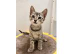 Adopt Moon-Must Have A Friend a Gray, Blue or Silver Tabby Domestic Shorthair