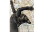 Adopt Cameron-Must Have A Friend a Black (Mostly) Domestic Shorthair cat in San