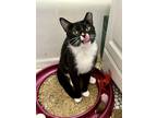 Adopt Smores 2 a Black & White or Tuxedo Domestic Shorthair cat in New York