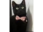 Adopt Shadow 5 a Black (Mostly) Domestic Shorthair cat in New York
