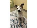 Adopt Piper a Australian Cattle Dog dog in Bradenton, FL (41549767)