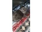 Adopt Air Bag a Domestic Shorthair / Mixed (short coat) cat in Henderson