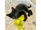 Adopt Clove a All Black Domestic Shorthair / Mixed (short coat) cat in Santa Fe