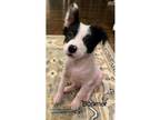 Adopt Boomer a White - with Black Border Collie / Mixed dog in Chantilly
