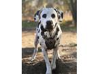 Adopt Seven a Black - with White Dalmatian / Mixed dog in Murrieta