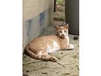 Adopt Mikey a Orange or Red (Mostly) Domestic Shorthair / Mixed (short coat) cat