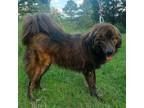 Adopt Fudge a Mixed Breed (Medium) / Mixed dog in Fond du Lac, WI (41544119)