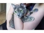Adopt Siouxsie a Tortoiseshell American Shorthair / Mixed (short coat) cat in
