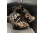 Adopt Angel a Domestic Shorthair / Mixed cat in Sioux City, IA (41547111)