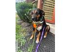 Adopt Suki a Tricolor (Tan/Brown & Black & White) Rottweiler / Mixed dog in