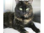 Adopt Aurora a Brown Tabby Domestic Mediumhair / Mixed (medium coat) cat in