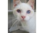 Adopt Hibachi a Siamese / Mixed (short coat) cat in Carrollton, GA (41548101)