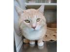 Adopt Ernest a Tan or Fawn (Mostly) Domestic Shorthair / Mixed (short coat) cat