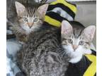 Adopt Shimmer and Snowdrop a Brown Tabby Domestic Shorthair / Mixed (short coat)