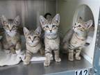 Adopt Muffy, D.W., Buster and Arthut a Brown Tabby Domestic Shorthair / Mixed