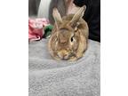 Adopt *VERONA a Other/Unknown / Mixed (short coat) rabbit in Fairbanks